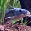 Dewfish - Tandanus tandanus