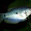 Blauer Fadenfisch - Trichogaster trichopterus