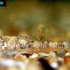 Goby pleco - Parotocinclus jumbo