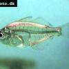Indian glassfish - Parambassis ranga