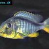Gelber Lepturus-Buntbarsch - Buccochromis rhoadesii