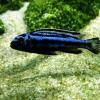 Papuľovec johannov - Melanochromis johannii