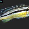 Papuľovec pestrý - Melanochromis auratus