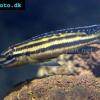 Julidochromis reganov - Julidochromis regani