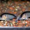 Pancierniček oblúkopruhý - Corydoras arcuatus