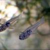 Hlaváč sklovitý - Gobiopterus chuno