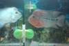 Fish tank divider