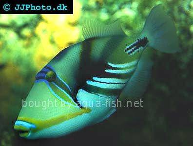 Blackbar Triggerfish picture no. 1
