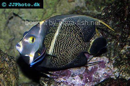 French Angelfish picture 7, adult specimen