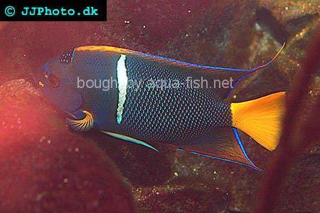 King Angelfish picture no. 2