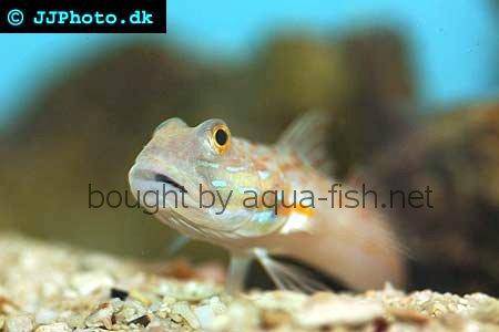 Maiden Goby picture no. 1
