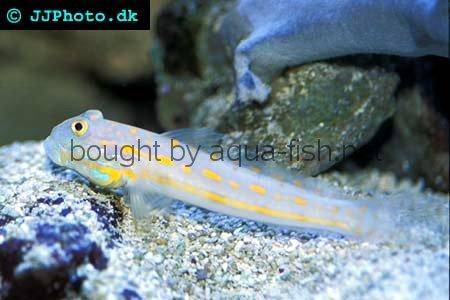 Maiden Goby picture no. 2