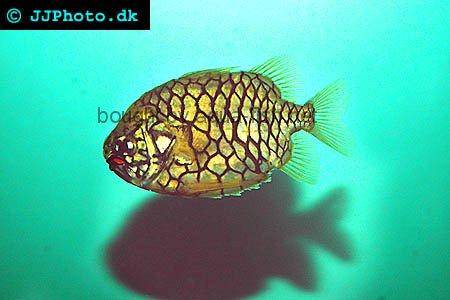 Pineconefish picture no. 1