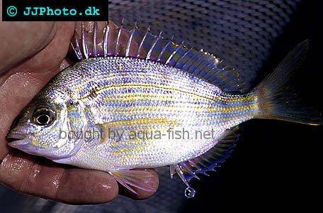 Pinfish picture