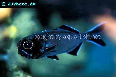 Splitfin Flashlightfish picture