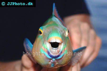 Common Parrotfish picture no. 3