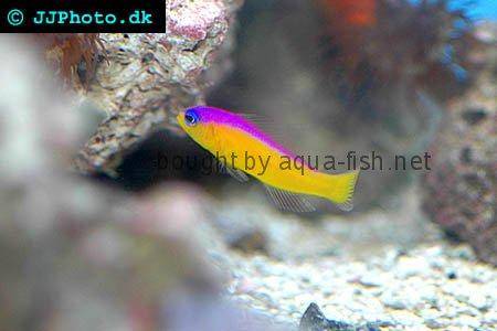 Diadem Dottyback picture no. 3