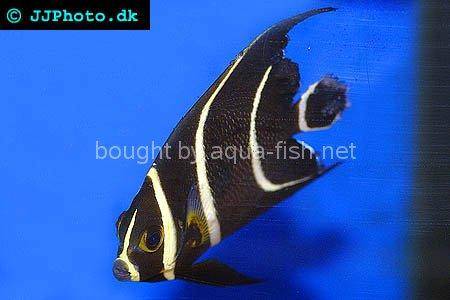 French Angelfish picture 1, juvenile specimen
