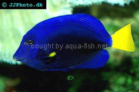 Yellowtail Tang picture no. 1