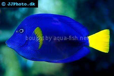 Yellowtail Tang picture no. 2