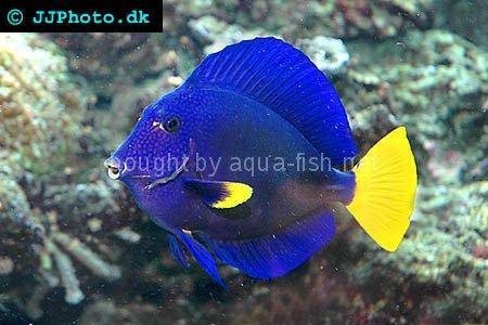 Yellowtail Tang picture no. 4