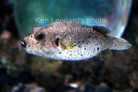 Dogface Puffer, picture no. 3