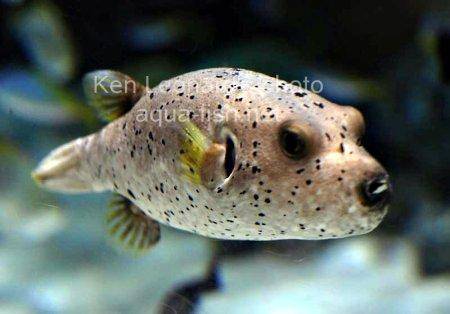 Dogface Puffer, picture no. 4