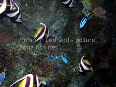 Pennant Coralfish, picture no. 5