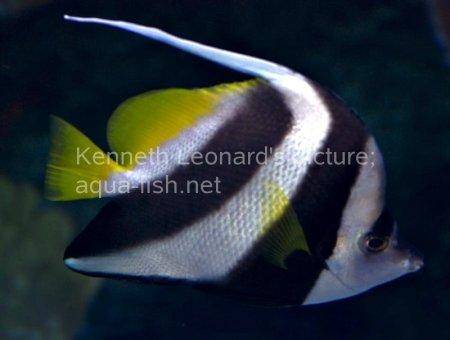 Pennant Coralfish, picture no. 8
