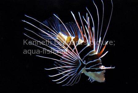 Radiata Lionfish, picture no. 8