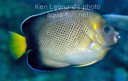 Yellowtail Angelfish picture 3