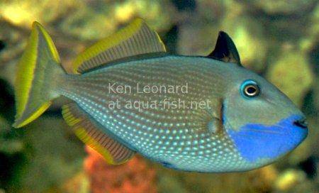 Gilded Triggerfish, picture 1