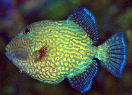 Yellow-spotted Triggerfish, picture 2