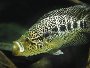 An article and forum on keeping Jaguar cichlids, their breeding and feeding habits