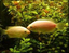 Oscar fish - A guide on raising and breeding