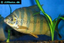 Oscar fish - A guide on raising and breeding