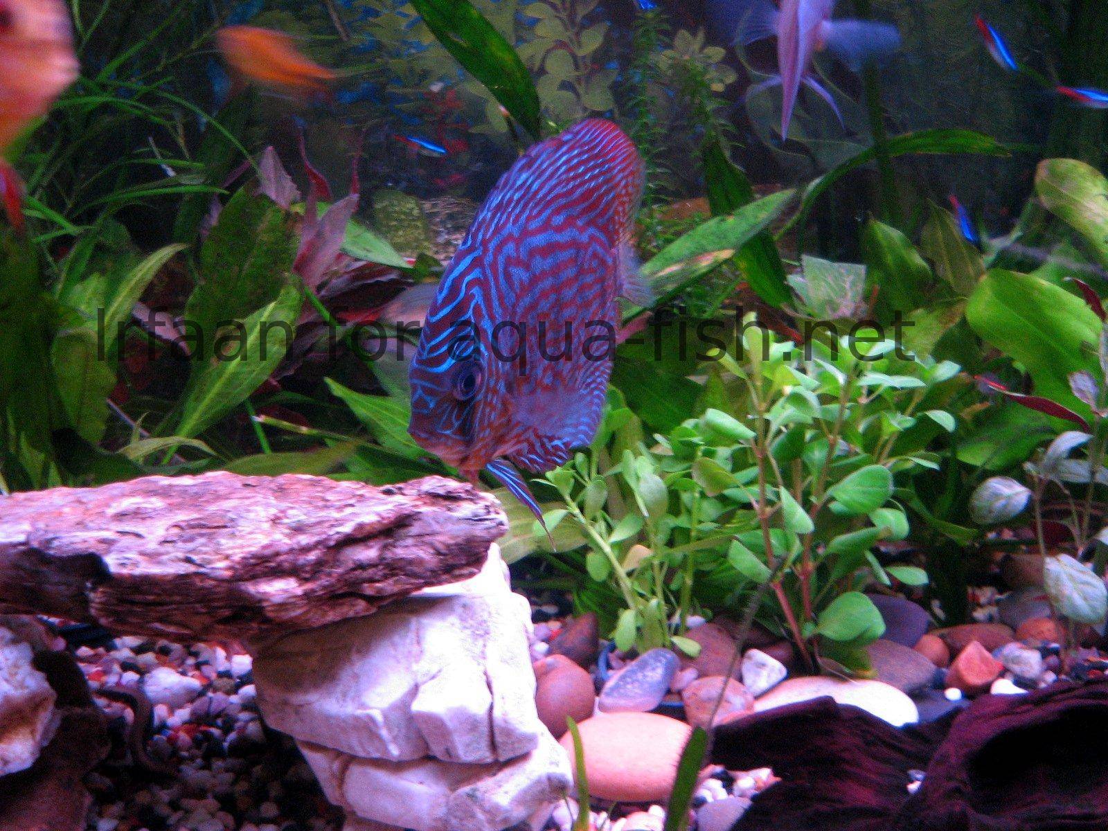 How to design an aquarium