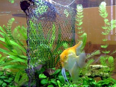 DIY fish tank divider made of fish net