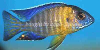 Grants peacock cichlid, resized image