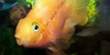 Resized image of Parrot cichlid, 1