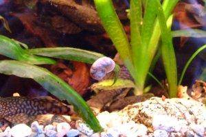 Ramshorn snail, picture 2