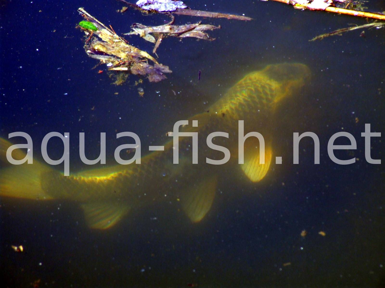 An article and forum about keeping Koi carps An article and forum about keeping Koi carps
