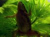 Resized image of African dwarf frog, 1