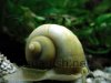 Mystery snail, resized image 8