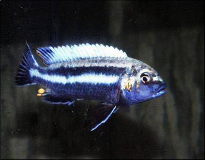 Purple mbuna - Melanochromis vermivorus