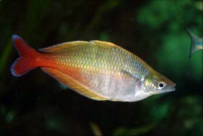 Bleher’s rainbowfish - Chilatherina bleheri