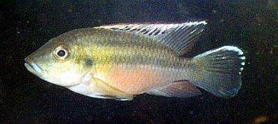 Guenther’s mouthbrooder - Chromidotilapia guentheri