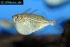 Common hatchetfish, image 2