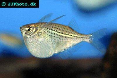 Common hatchetfish - Gasteropelecus sternicla