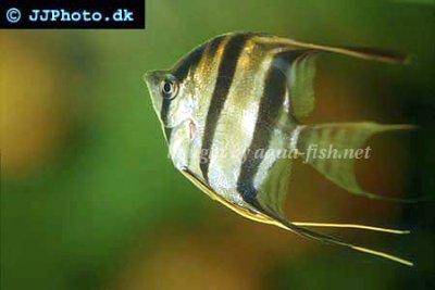 Altum angelfish - Pterophyllum altum